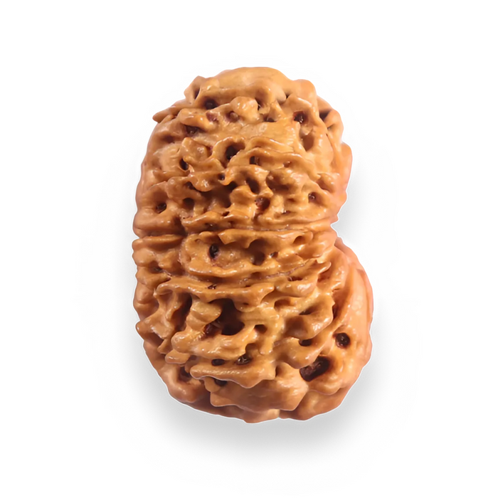 12 Mukhi Nepalese Rudraksha - Bead No 388