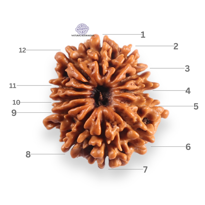12 Mukhi Nepalese Rudraksha - Bead No 389