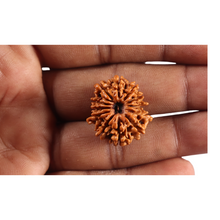 Load image into Gallery viewer, 12 Mukhi Nepalese Rudraksha - Bead No 389
