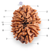Load image into Gallery viewer, 12 Mukhi Nepalese Rudraksha - Bead No 390
