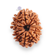 Load image into Gallery viewer, 12 Mukhi Nepalese Rudraksha - Bead No 390
