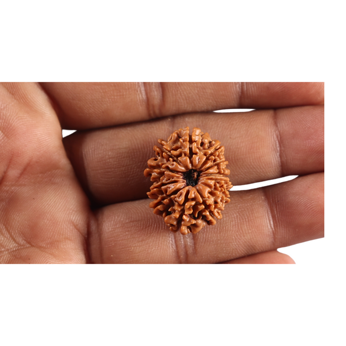 12 Mukhi Nepalese Rudraksha - Bead No 390