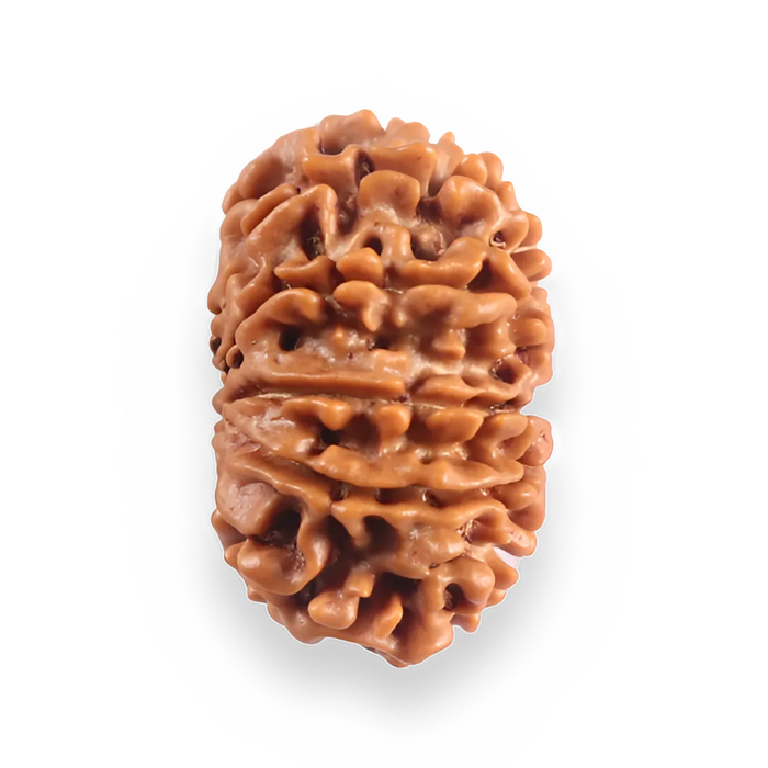 12 Mukhi Nepalese Rudraksha - Bead No 390