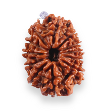 Load image into Gallery viewer, 12 Mukhi Nepalese Rudraksha - Bead No 391
