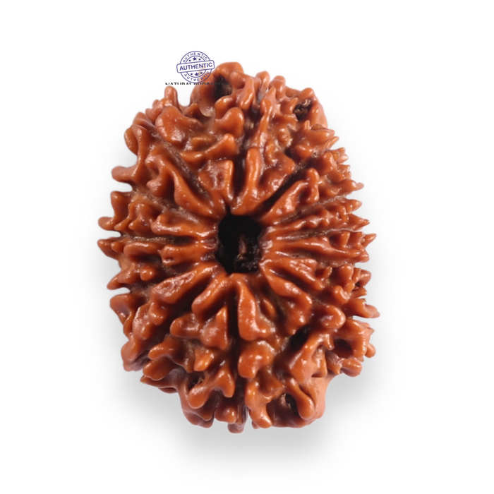12 Mukhi Nepalese Rudraksha - Bead No 391