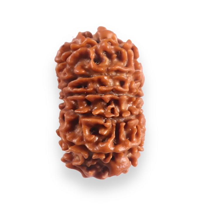 12 Mukhi Nepalese Rudraksha - Bead No 391