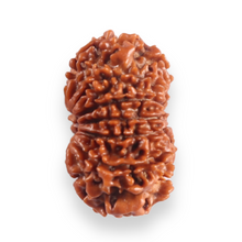 Load image into Gallery viewer, 12 Mukhi Nepalese Rudraksha - Bead No 391
