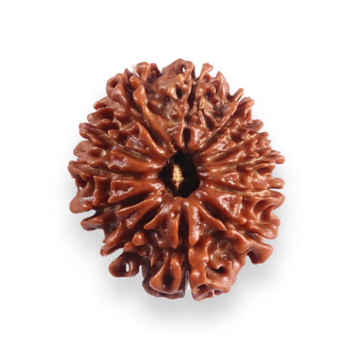 12 Mukhi Nepalese Rudraksha - Bead No 392