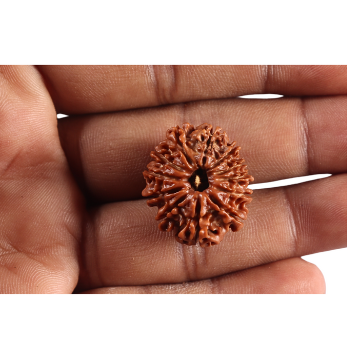 12 Mukhi Nepalese Rudraksha - Bead No 392