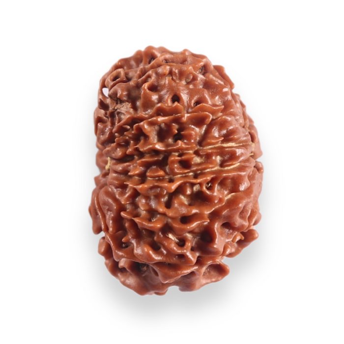 12 Mukhi Nepalese Rudraksha - Bead No 392