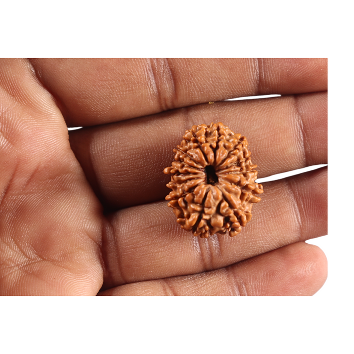 12 Mukhi Nepalese Rudraksha - Bead No 393