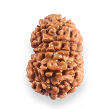 Load image into Gallery viewer, 12 Mukhi Nepalese Rudraksha - Bead No 393
