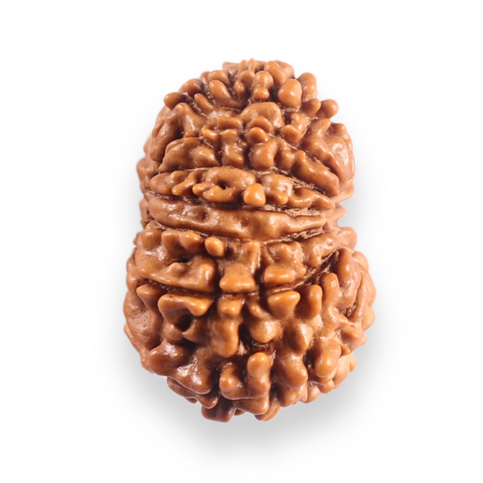 12 Mukhi Nepalese Rudraksha - Bead No 393