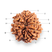 Load image into Gallery viewer, 12 Mukhi Nepalese Rudraksha - Bead No 394
