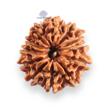 Load image into Gallery viewer, 12 Mukhi Nepalese Rudraksha - Bead No 394
