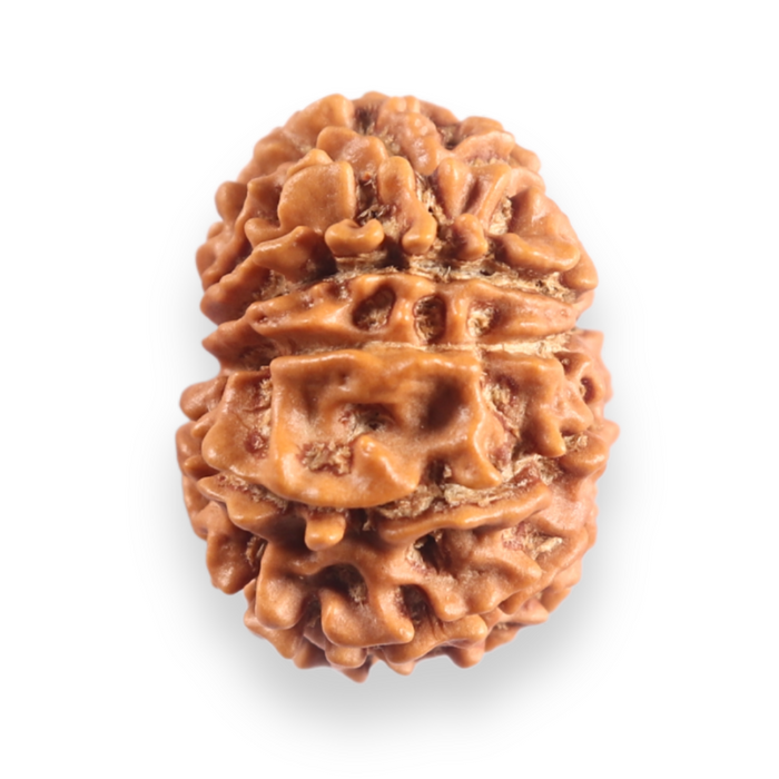 12 Mukhi Nepalese Rudraksha - Bead No 394