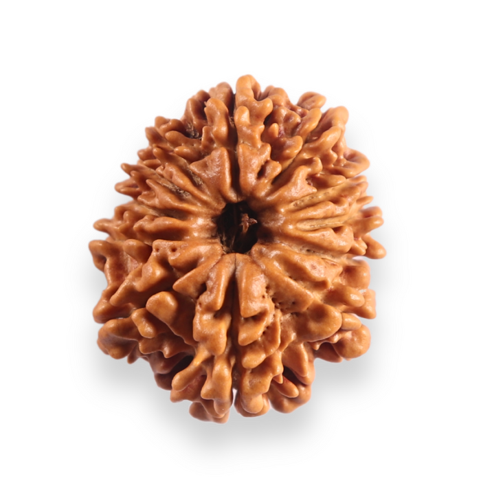12 Mukhi Nepalese Rudraksha - Bead No 395