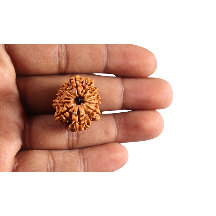 12 Mukhi Nepalese Rudraksha - Bead No 395