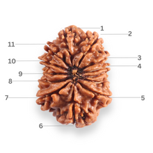 Load image into Gallery viewer, 12 Mukhi Nepalese Rudraksha - Bead No 396
