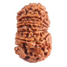 Load image into Gallery viewer, 12 Mukhi Nepalese Rudraksha - Bead No 396
