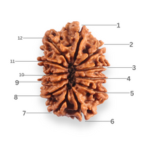 Load image into Gallery viewer, 12 Mukhi Nepalese Rudraksha - Bead No 397
