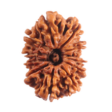 Load image into Gallery viewer, 12 Mukhi Nepalese Rudraksha - Bead No 397
