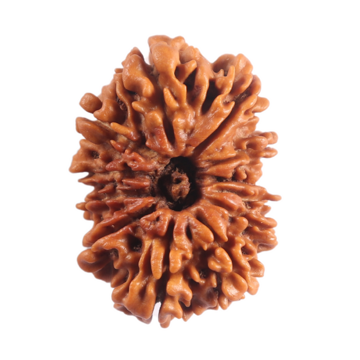 12 Mukhi Nepalese Rudraksha - Bead No 397