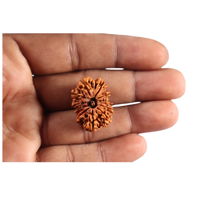 12 Mukhi Nepalese Rudraksha - Bead No 397