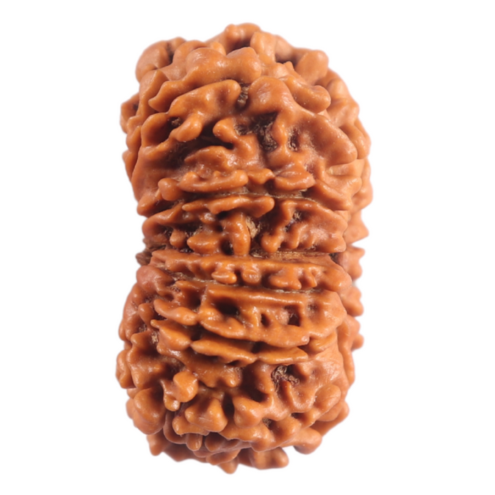 12 Mukhi Nepalese Rudraksha - Bead No 397