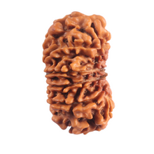 Load image into Gallery viewer, 12 Mukhi Nepalese Rudraksha - Bead No 397

