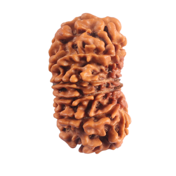 12 Mukhi Nepalese Rudraksha - Bead No 397
