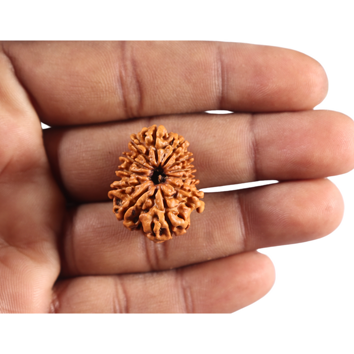 12 Mukhi Nepalese Rudraksha - Bead No 398