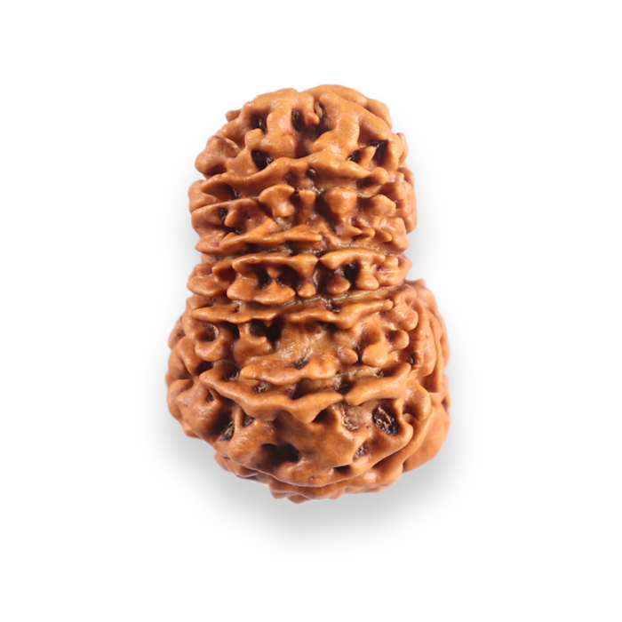 12 Mukhi Nepalese Rudraksha - Bead No 398