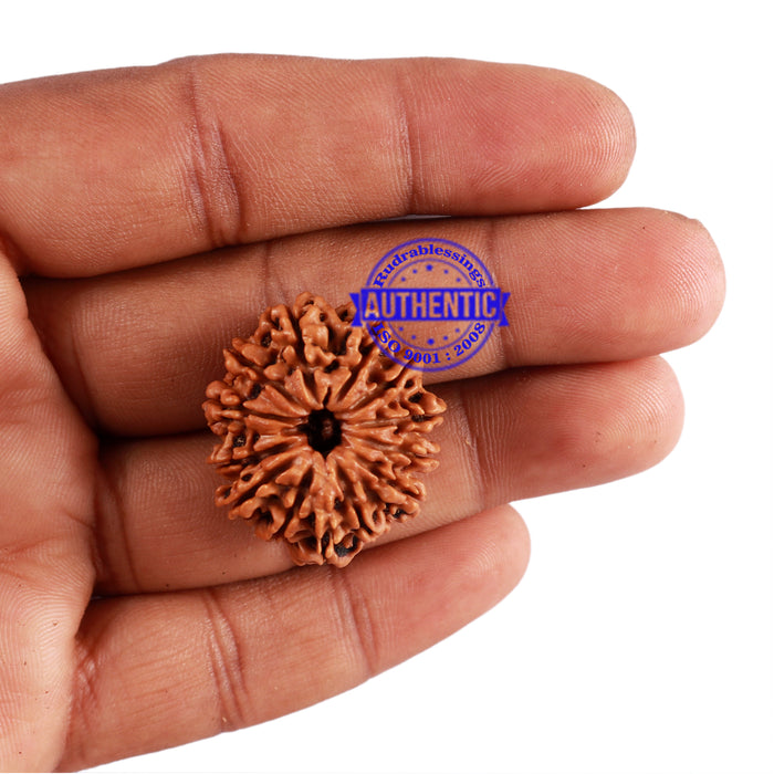 13 Mukhi Nepalese Rudraksha - Bead No. 161