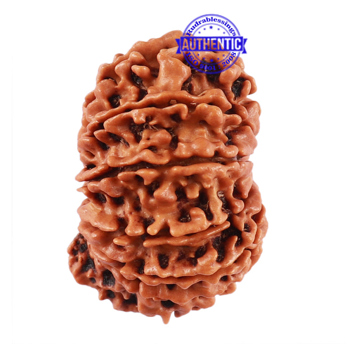 13 Mukhi Nepalese Rudraksha - Bead No. 161