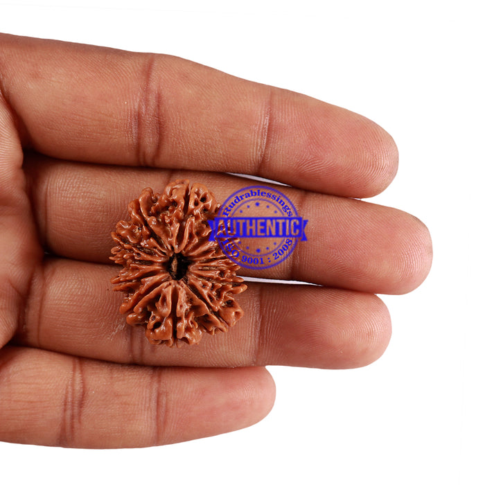 13 Mukhi Nepalese Rudraksha - Bead No. 189