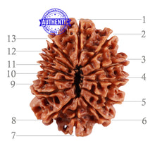 Load image into Gallery viewer, 13 Mukhi Nepalese Rudraksha - Bead No. 189
