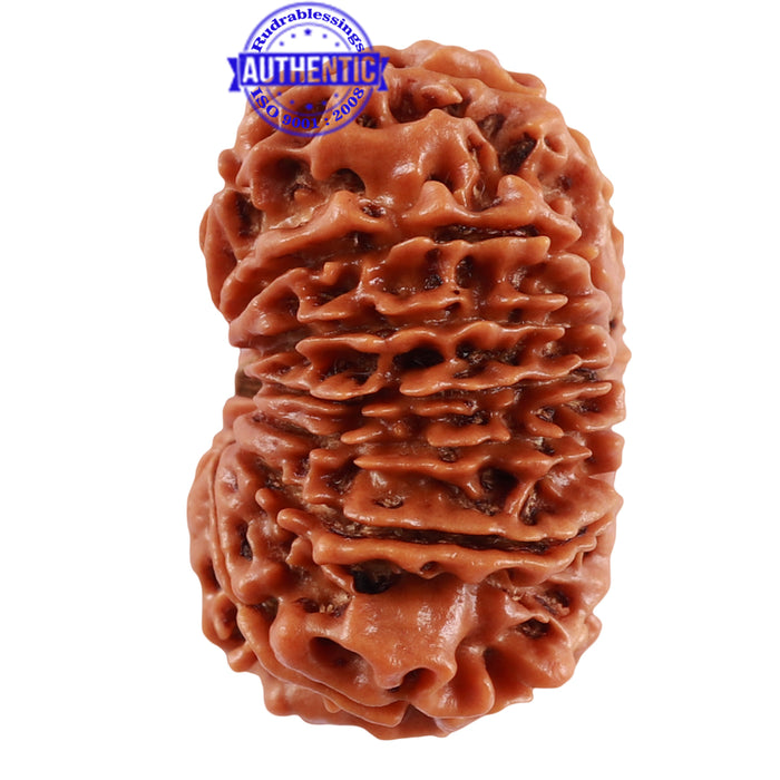 13 Mukhi Nepalese Rudraksha - Bead No. 189