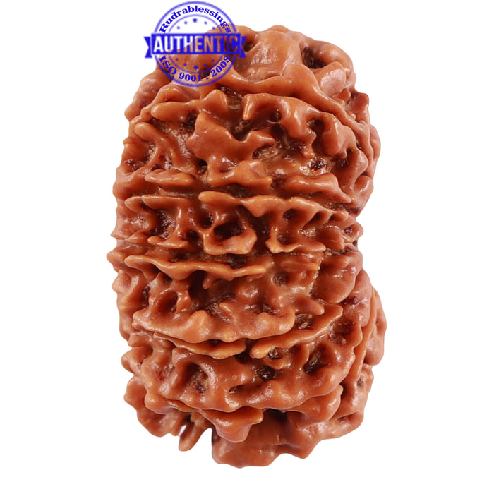 13 Mukhi Nepalese Rudraksha - Bead No. 189