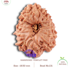 Load image into Gallery viewer, 14 mukhi Indonesian Rudraksha -  Bead No. 131
