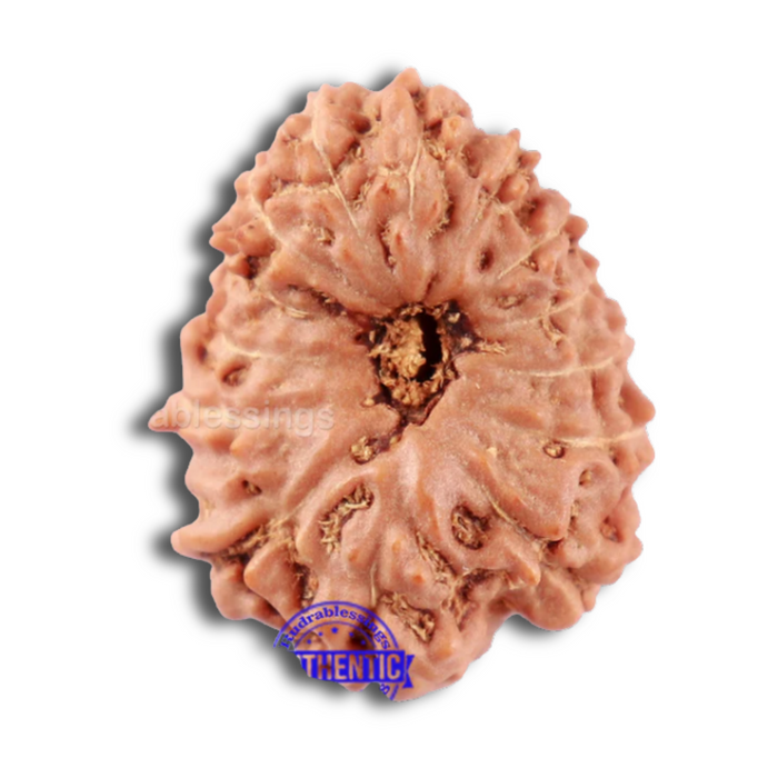 14 mukhi Indonesian Rudraksha -  Bead No. 131