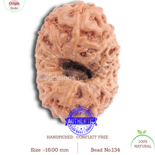 Load image into Gallery viewer, 14 mukhi Indonesian Rudraksha -  Bead No. 134

