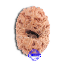Load image into Gallery viewer, 14 mukhi Indonesian Rudraksha -  Bead No. 134

