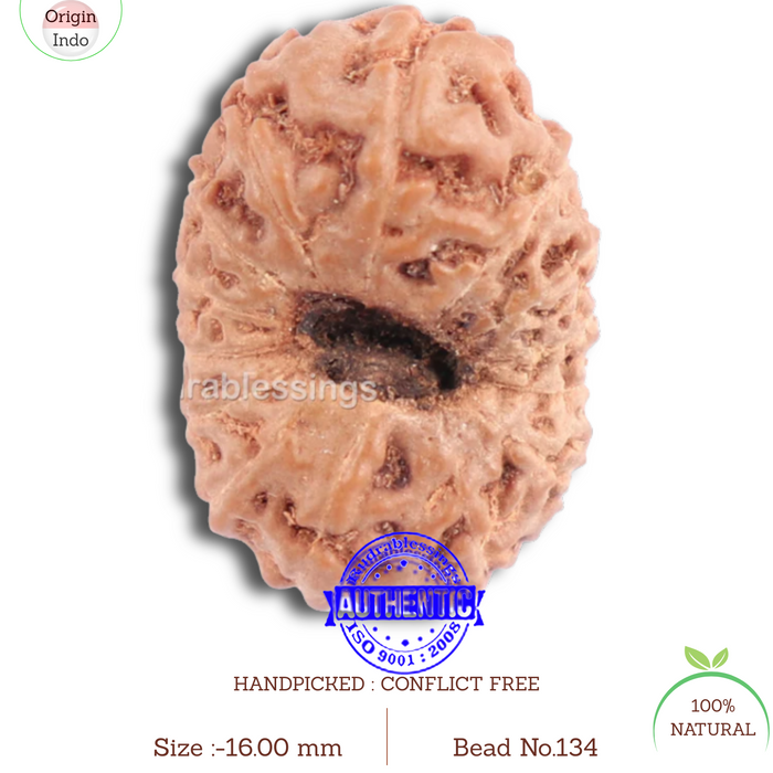 14 mukhi Indonesian Rudraksha -  Bead No. 134