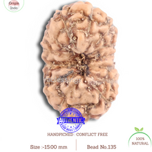 Load image into Gallery viewer, 14 mukhi Indonesian Rudraksha -  Bead No. 135
