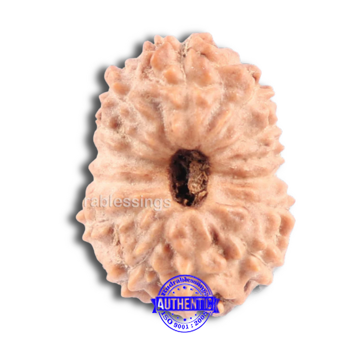 14 mukhi Indonesian Rudraksha -  Bead No. 138