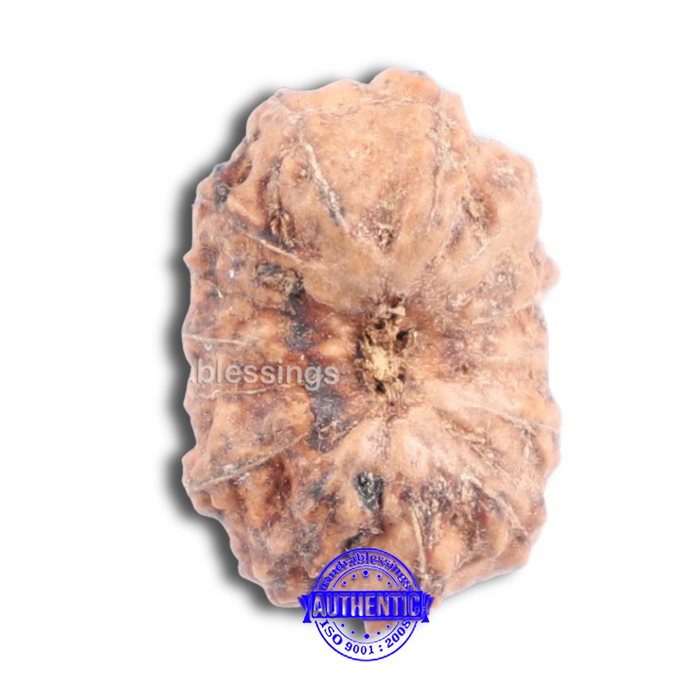 14 mukhi Indonesian Rudraksha -  Bead No. 139
