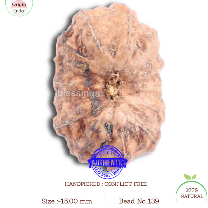 14 mukhi Indonesian Rudraksha -  Bead No. 139
