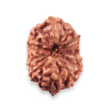 Load image into Gallery viewer, 13 Mukhi Indonesian Rudraksha - Bead No. 321
