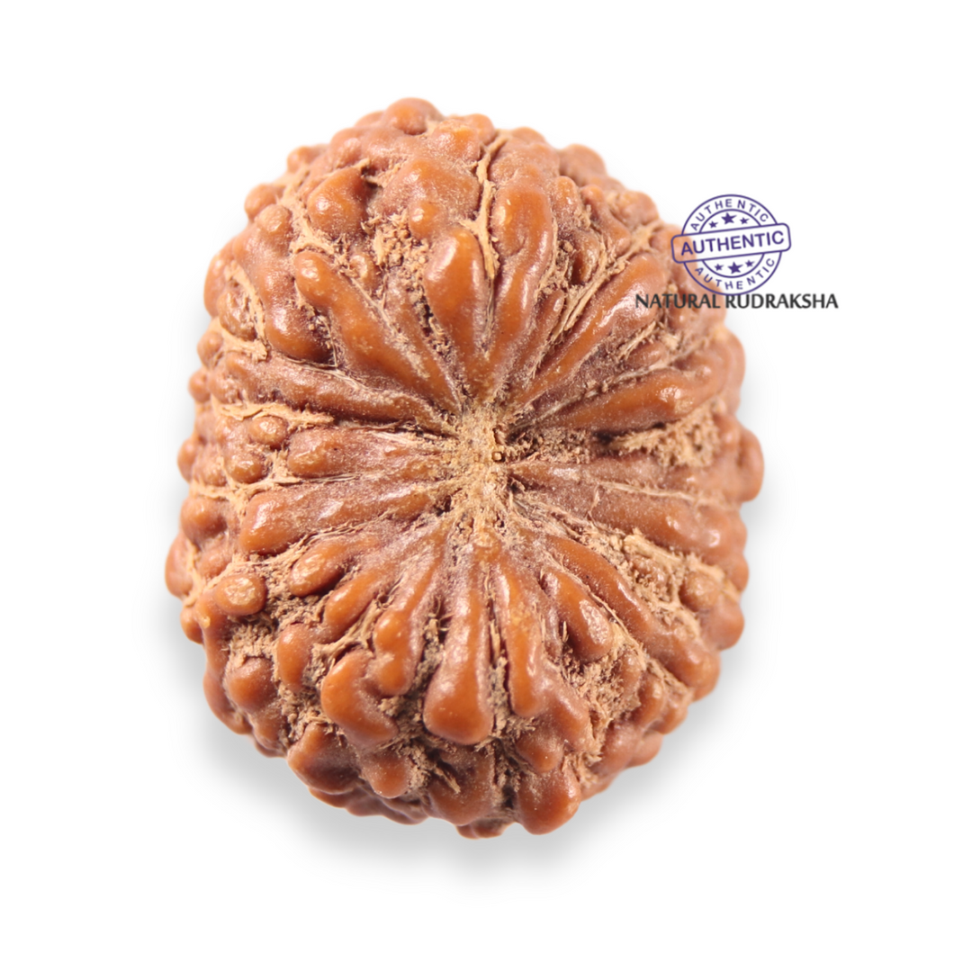 13 Mukhi Indonesian Rudraksha - Bead No 310